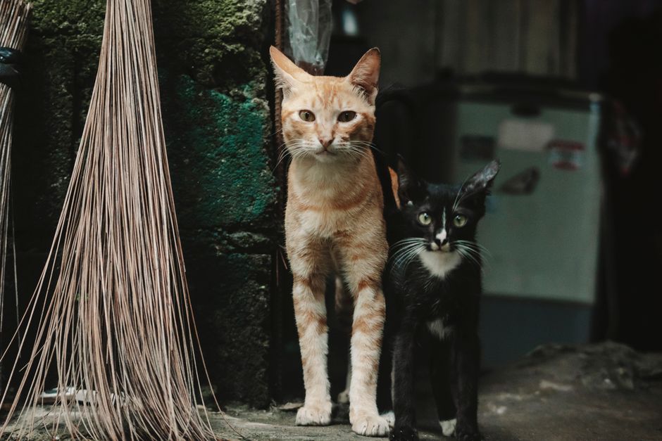 Déménagement animal USA : règles 2026 à connaître